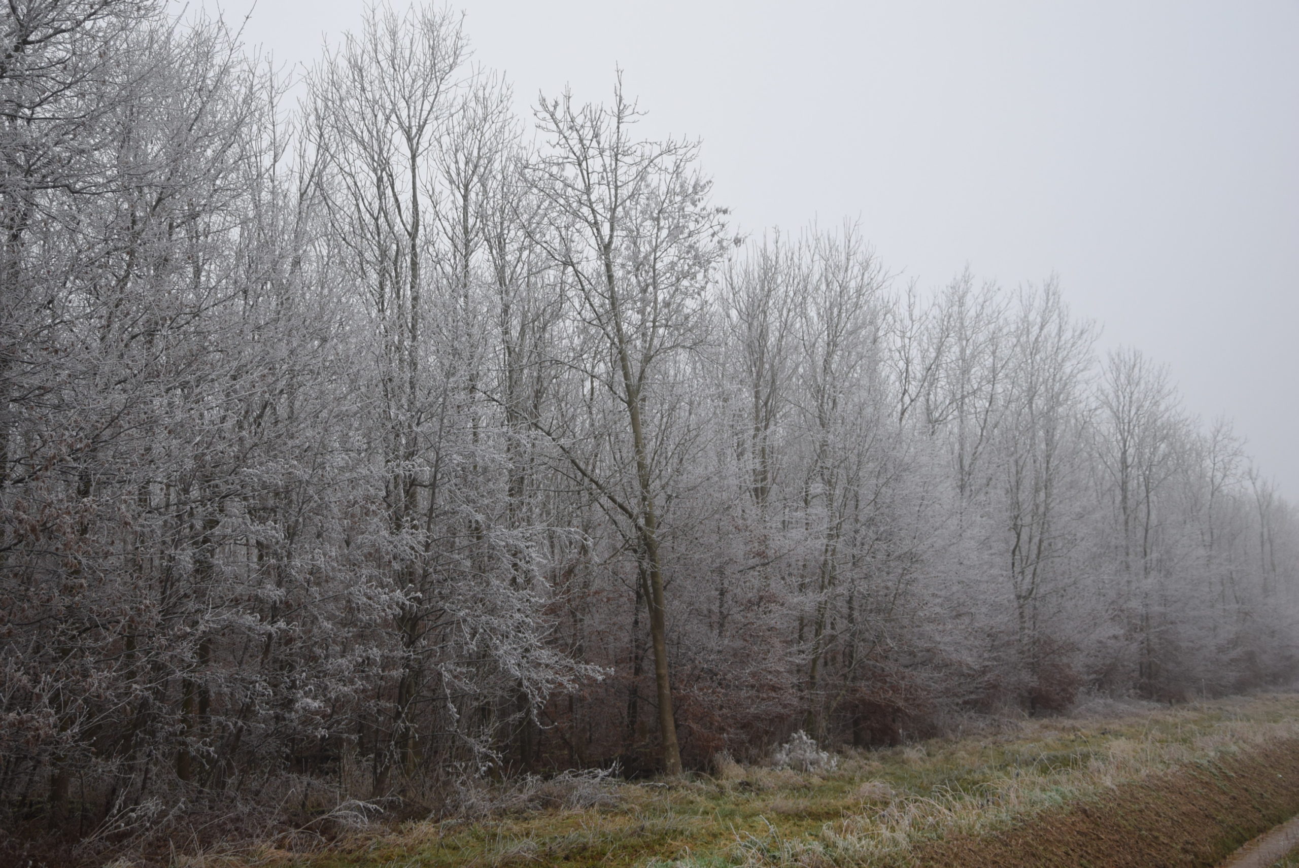 DSC_0019 winter trees